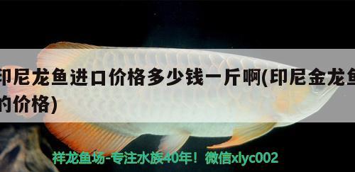 印尼龍魚進口價格多少錢一斤啊(印尼金龍魚的價格)