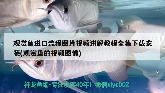 觀賞魚進口流程圖片視頻講解教程全集下載安裝(觀賞魚的視頻圖像) 觀賞魚進出口 第2張