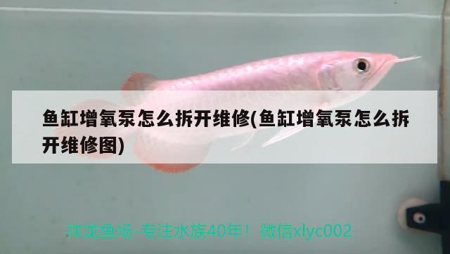 魚缸增氧泵怎么拆開維修(魚缸增氧泵怎么拆開維修圖) 虎斑恐龍魚