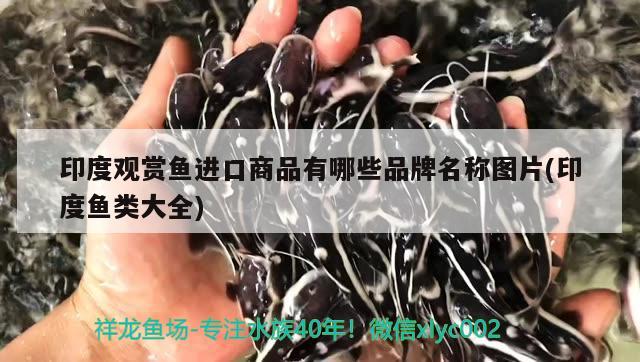 印度觀賞魚進口商品有哪些品牌名稱圖片(印度魚類大全) 觀賞魚進出口