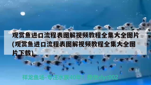 觀賞魚進口流程表圖解視頻教程全集大全圖片(觀賞魚進口流程表圖解視頻教程全集大全圖片下載) 觀賞魚進出口