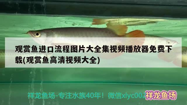 觀賞魚進口流程圖片大全集視頻播放器免費下載(觀賞魚高清視頻大全)