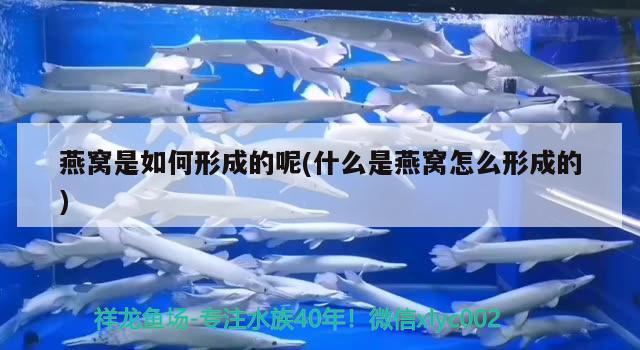 陽臺玻璃魚缸自制設(shè)計效果圖（自制玻璃魚缸設(shè)計圖圖解） 野生埃及神仙魚 第2張