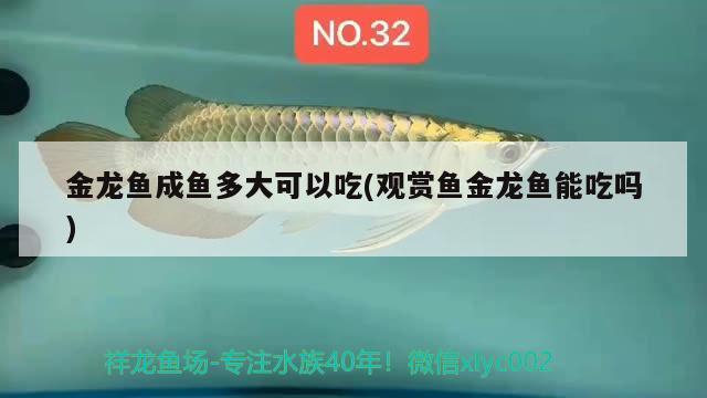 金龍魚成魚多大可以吃(觀賞魚金龍魚能吃嗎)