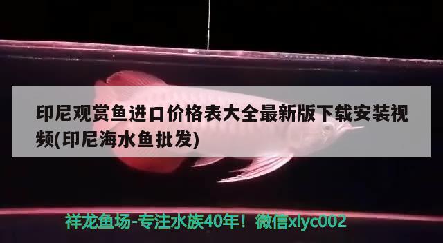 印尼觀賞魚進口價格表大全最新版下載安裝視頻(印尼海水魚批發(fā)) 觀賞魚進出口