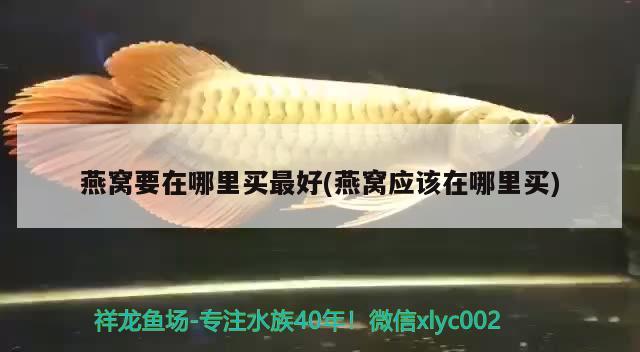 魚缸底盤萬向輪圖片(魚缸底盤萬向輪圖片) 白玉紅龍魚