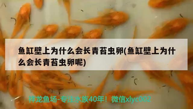 魚缸壁上為什么會長青苔蟲卵(魚缸壁上為什么會長青苔蟲卵呢)