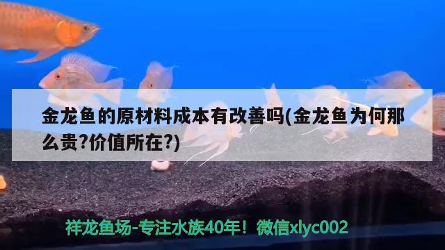 金龍魚的原材料成本有改善嗎(金龍魚為何那么貴?價(jià)值所在?) 南美異形觀賞魚