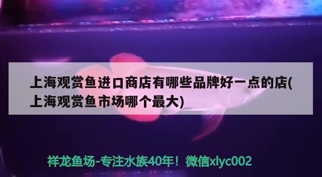 長(zhǎng)得像龍魚的小型魚是什么魚是什么魚的魚是什么魚（長(zhǎng)得像龍的小型魚是什么魚）