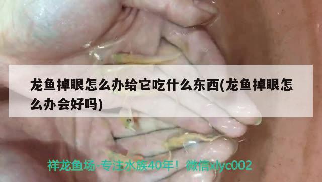 龍魚掉眼怎么辦給它吃什么東西(龍魚掉眼怎么辦會(huì)好嗎)