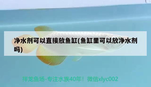 凈水劑可以直接放魚缸(魚缸里可以放凈水劑嗎) 廣州祥龍國(guó)際水族貿(mào)易