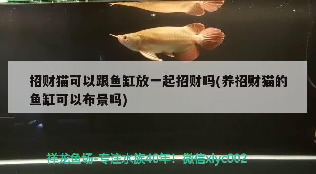 招財(cái)貓可以跟魚缸放一起招財(cái)嗎(養(yǎng)招財(cái)貓的魚缸可以布景嗎) 觀賞龜/鱉飼料