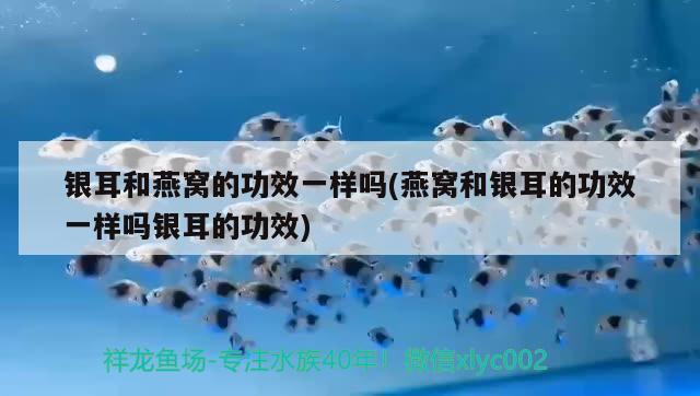 銀耳和燕窩的功效一樣嗎(燕窩和銀耳的功效一樣嗎銀耳的功效) 馬來西亞燕窩