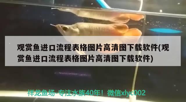 銀龍魚代表啥（銀龍魚的樣子是什么樣的） 銀龍魚 第2張