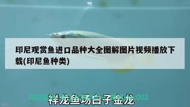 印尼觀賞魚進口品種大全圖解圖片視頻播放下載(印尼魚種類) 觀賞魚進出口