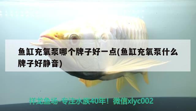 魚缸充氧泵哪個牌子好一點(魚缸充氧泵什么牌子好靜音) BD魟魚