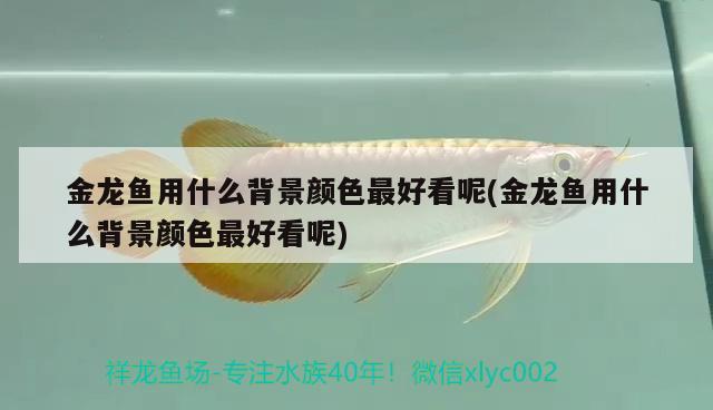 金龍魚用什么背景顏色最好看呢(金龍魚用什么背景顏色最好看呢) 招財戰(zhàn)船魚