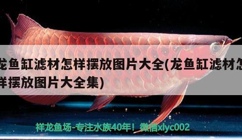 銀龍魚代表啥（銀龍魚的樣子是什么樣的） 銀龍魚 第1張