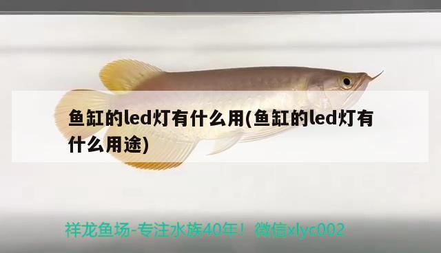 魚缸的led燈有什么用(魚缸的led燈有什么用途) 鴨嘴鯊魚