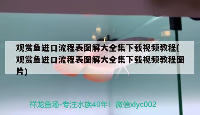 觀賞魚進口流程表圖解大全集下載視頻教程(觀賞魚進口流程表圖解大全集下載視頻教程圖片) 觀賞魚進出口 第3張