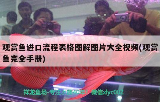 觀賞魚進口流程表格圖解圖片大全視頻(觀賞魚完全手冊)