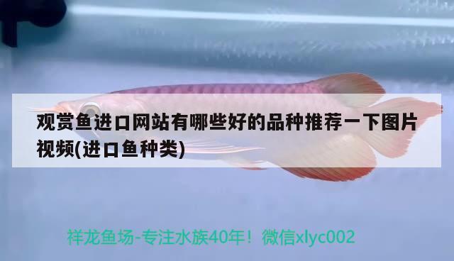 觀賞魚進(jìn)口網(wǎng)站有哪些好的品種推薦一下圖片視頻(進(jìn)口魚種類)