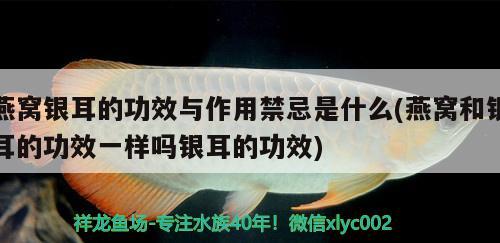 燕窩銀耳的功效與作用禁忌是什么(燕窩和銀耳的功效一樣嗎銀耳的功效) 馬來(lái)西亞燕窩