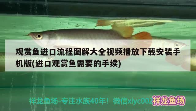 挑不出任何毛病 魚缸等水族設備 第1張