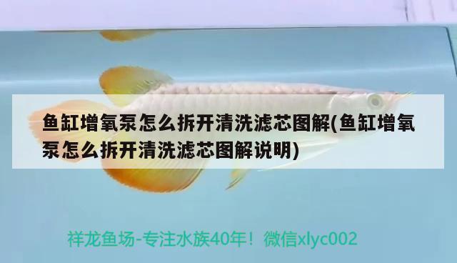 魚缸增氧泵怎么拆開清洗濾芯圖解(魚缸增氧泵怎么拆開清洗濾芯圖解說明) 紅魔王銀版魚