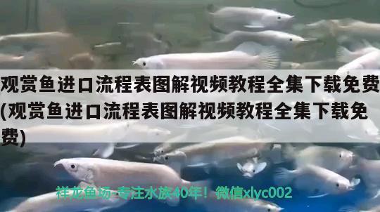 觀賞魚進口流程表圖解視頻教程全集下載免費(觀賞魚進口流程表圖解視頻教程全集下載免費)