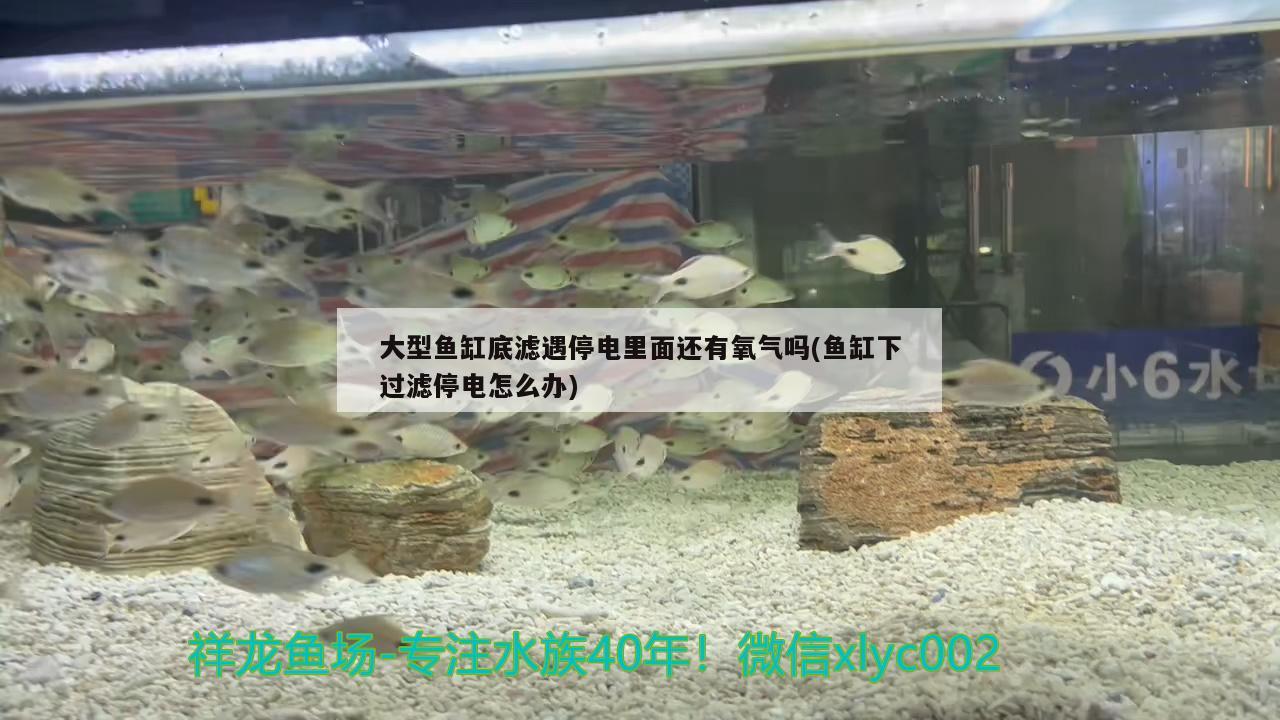 大型魚缸底濾遇停電里面還有氧氣嗎(魚缸下過濾停電怎么辦)