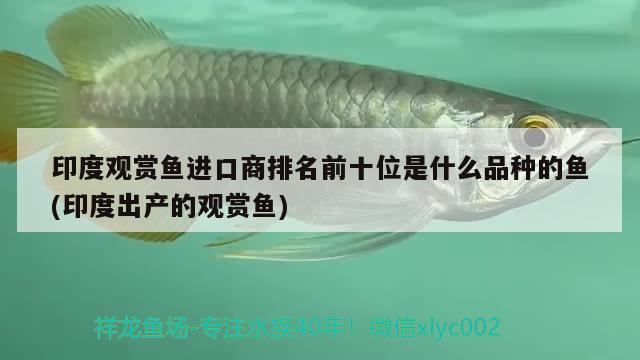 印度觀賞魚進口商排名前十位是什么品種的魚(印度出產(chǎn)的觀賞魚) 觀賞魚進出口