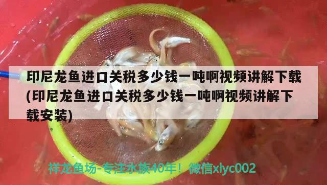 印尼龍魚進口關稅多少錢一噸啊視頻講解下載(印尼龍魚進口關稅多少錢一噸啊視頻講解下載安裝) 觀賞魚進出口