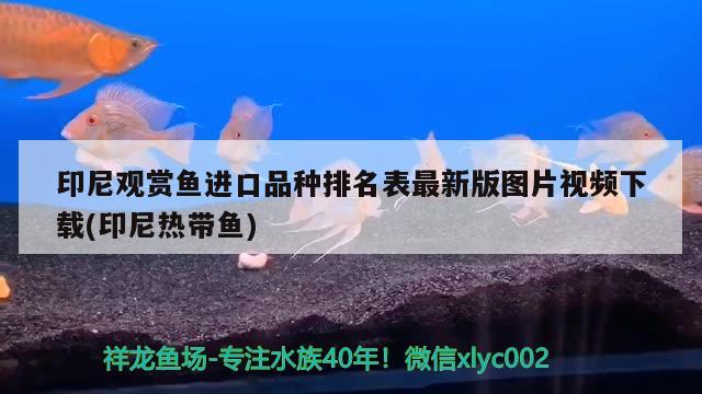 印尼觀賞魚進口品種排名表最新版圖片視頻下載(印尼熱帶魚) 觀賞魚進出口