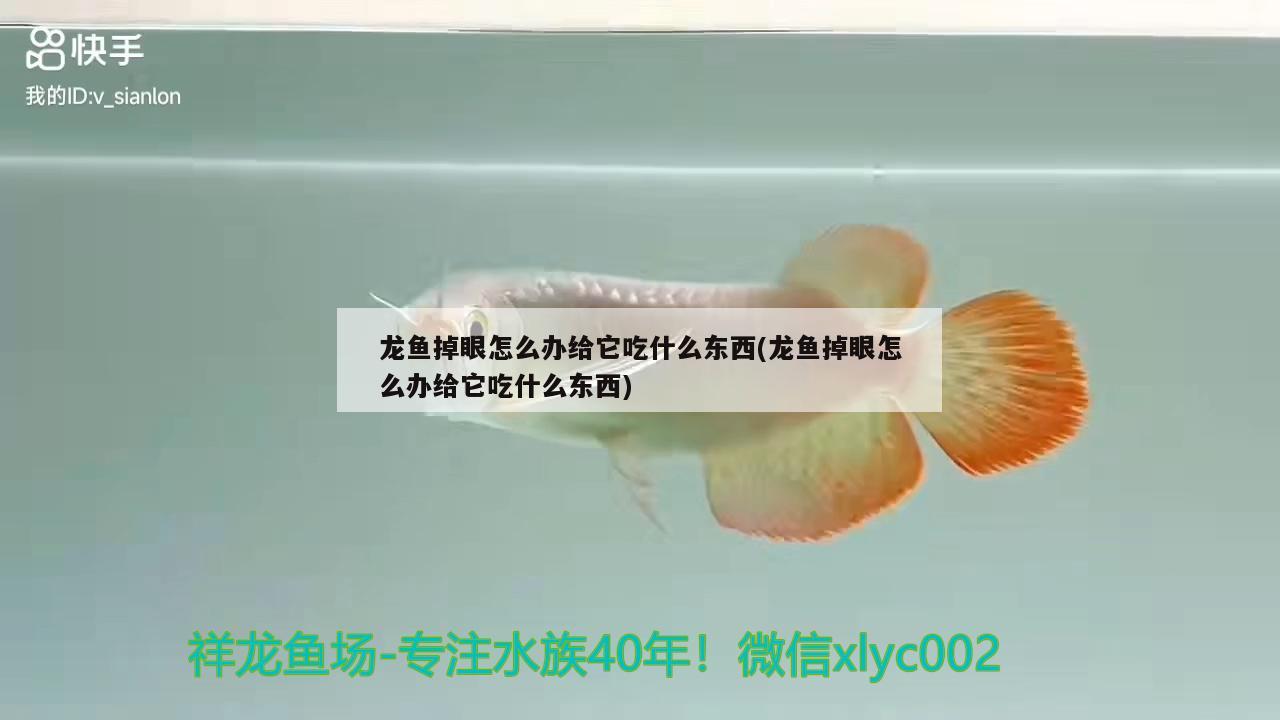 龍魚掉眼怎么辦給它吃什么東西(龍魚掉眼怎么辦給它吃什么東西) 祥龍龍魚魚糧