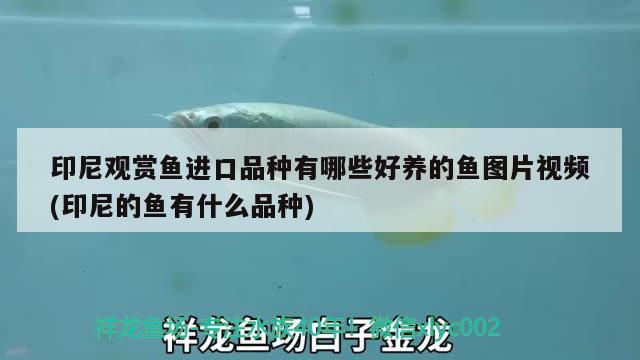 印尼觀賞魚進口品種有哪些好養(yǎng)的魚圖片視頻(印尼的魚有什么品種) 觀賞魚進出口