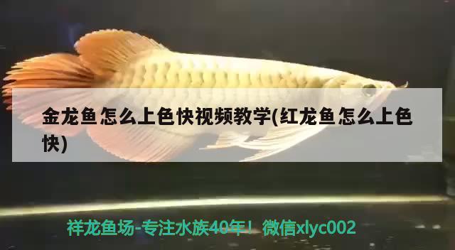 金龍魚怎么上色快視頻教學(xué)(紅龍魚怎么上色快) 龍魚專用燈