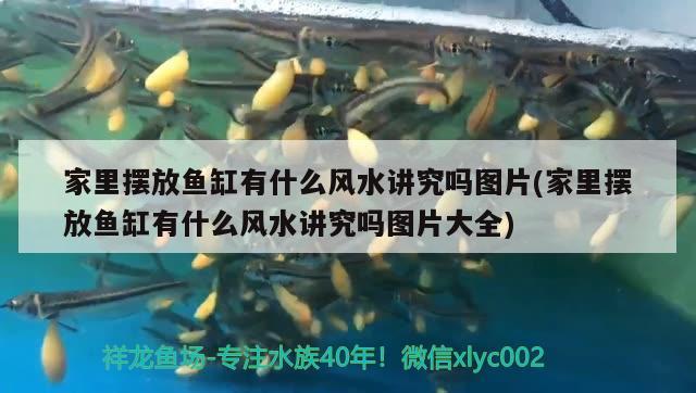 家里擺放魚缸有什么風(fēng)水講究嗎圖片(家里擺放魚缸有什么風(fēng)水講究嗎圖片大全) 魚缸風(fēng)水