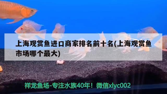 龍魚(yú)吃小魚(yú)好嗎（龍魚(yú)吃飼料好還是吃小魚(yú)好） 觀賞魚(yú)飼料 第2張