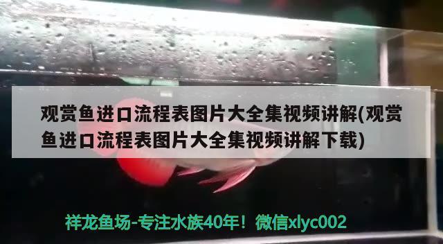 觀賞魚進口流程表圖片大全集視頻講解(觀賞魚進口流程表圖片大全集視頻講解下載) 觀賞魚進出口