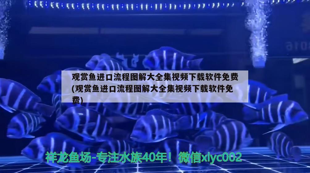 七彩銀龍魚圖片大全七彩銀龍魚圖片大全七彩銀龍魚圖片大全，七彩銀龍魚圖片七彩銀龍魚圖片大全 銀龍魚 第3張