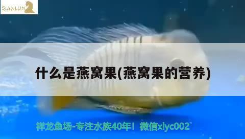 佳木斯觀賞魚(yú)市場(chǎng)撿漏