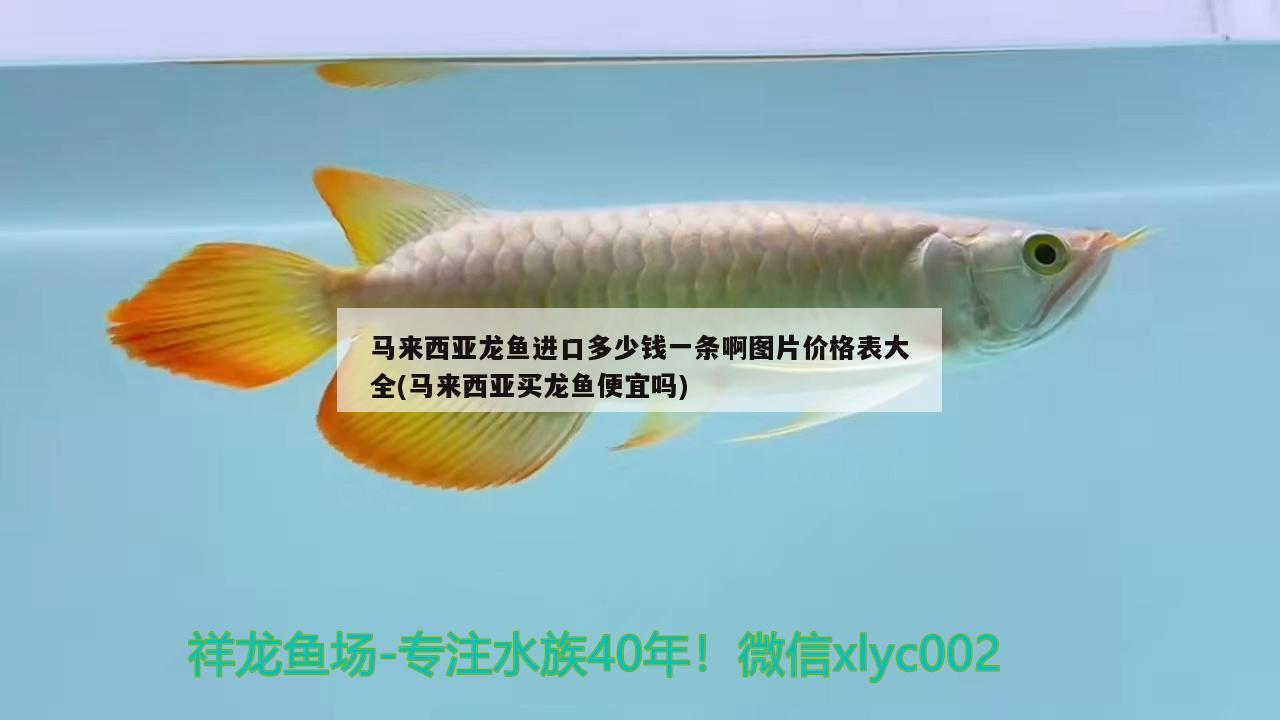 馬來西亞龍魚進(jìn)口多少錢一條啊圖片價(jià)格表大全(馬來西亞買龍魚便宜嗎) 觀賞魚進(jìn)出口