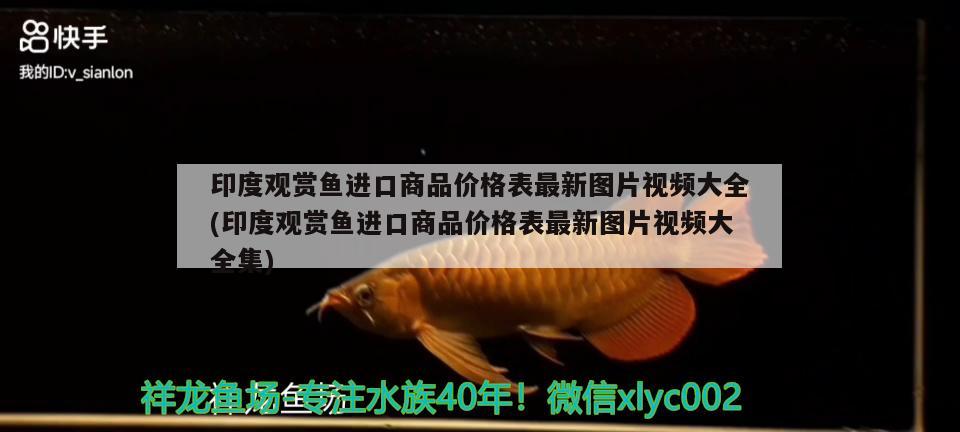 七彩銀龍魚圖片大全七彩銀龍魚圖片大全七彩銀龍魚圖片大全，七彩銀龍魚圖片七彩銀龍魚圖片大全 銀龍魚 第2張