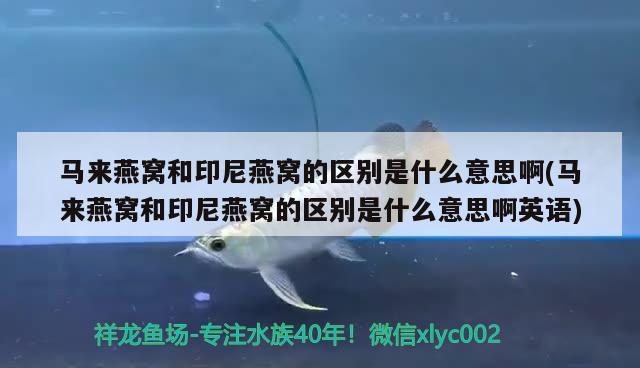 馬來燕窩和印尼燕窩的區(qū)別是什么意思啊(馬來燕窩和印尼燕窩的區(qū)別是什么意思啊英語) 馬來西亞燕窩