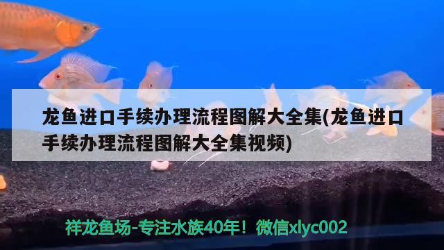 龍魚(yú)進(jìn)口手續(xù)辦理流程圖解大全集(龍魚(yú)進(jìn)口手續(xù)辦理流程圖解大全集視頻) 觀賞魚(yú)進(jìn)出口