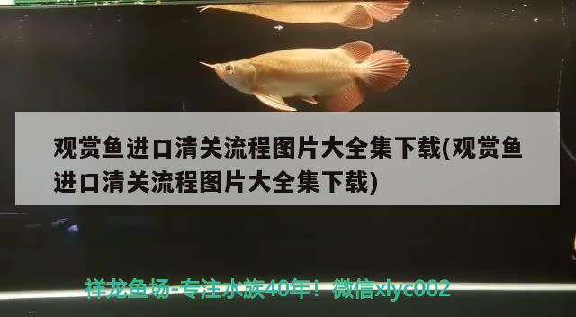 觀賞魚(yú)進(jìn)口清關(guān)流程圖片大全集下載(觀賞魚(yú)進(jìn)口清關(guān)流程圖片大全集下載) 觀賞魚(yú)進(jìn)出口