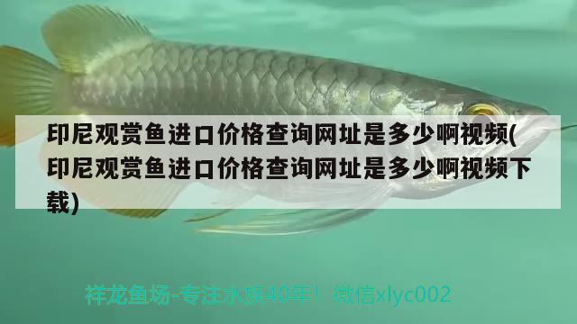 印尼觀賞魚進口價格查詢網(wǎng)址是多少啊視頻(印尼觀賞魚進口價格查詢網(wǎng)址是多少啊視頻下載)