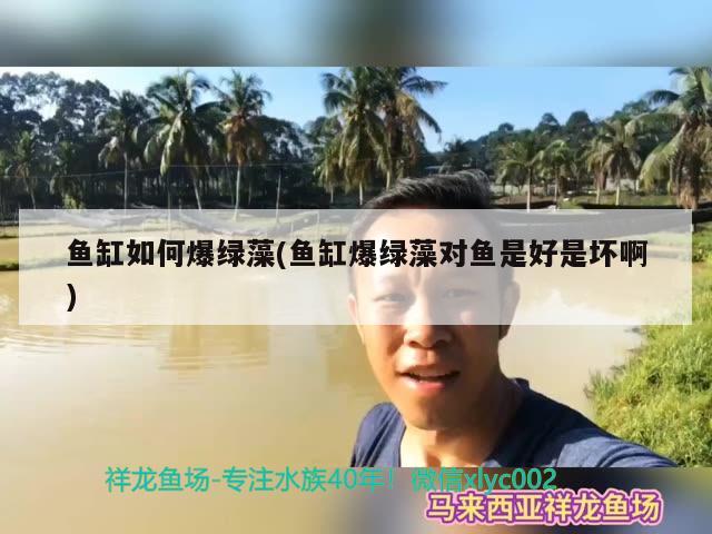 魚缸如何爆綠藻(魚缸爆綠藻對魚是好是壞啊) 南美異型魚 第3張