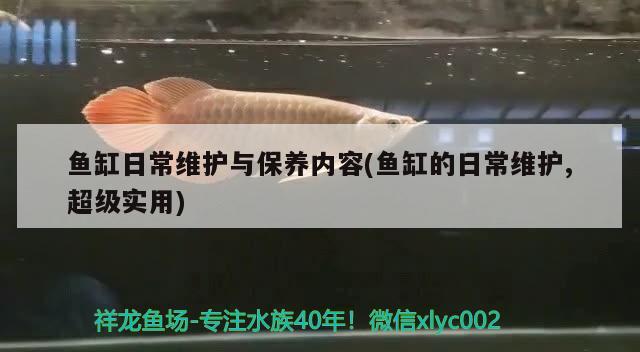 魚缸日常維護(hù)與保養(yǎng)內(nèi)容(魚缸的日常維護(hù),超級(jí)實(shí)用) 泰龐海蓮魚